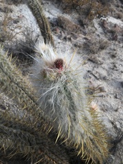 Oreocereus leucotrichus
