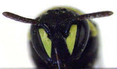 Hylaeus euxanthus