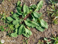 Borago officinalis