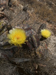Corryocactus brevistylus