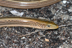 Ophisaurus attenuatus