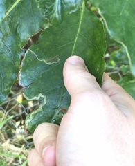 Corythoxestis zorionella