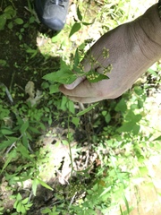 Thaspium trifoliatum