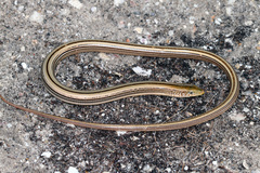 Ophisaurus attenuatus