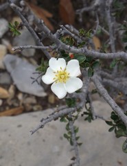 Lindleya mespiloides