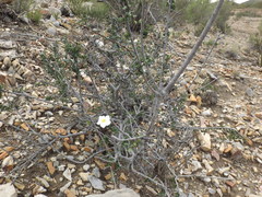 Lindleya mespiloides