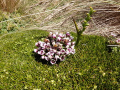 Gentianella concinna