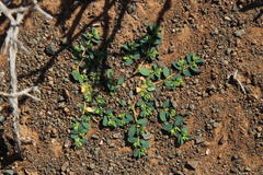 Euphorbia inaequilatera