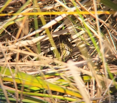 Lissolepis coventryi