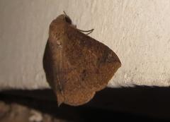 Ericeia congressa
