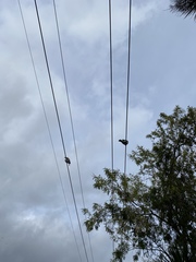 Hemiphaga novaeseelandiae