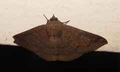 Ericeia congressa