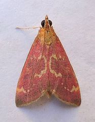 Pyrausta signatalis