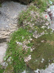Selaginella underwoodii
