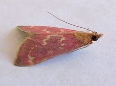 Pyrausta signatalis