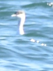 Podiceps auritus