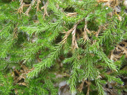 Underwood's spikemoss (Selaginella underwoodii)