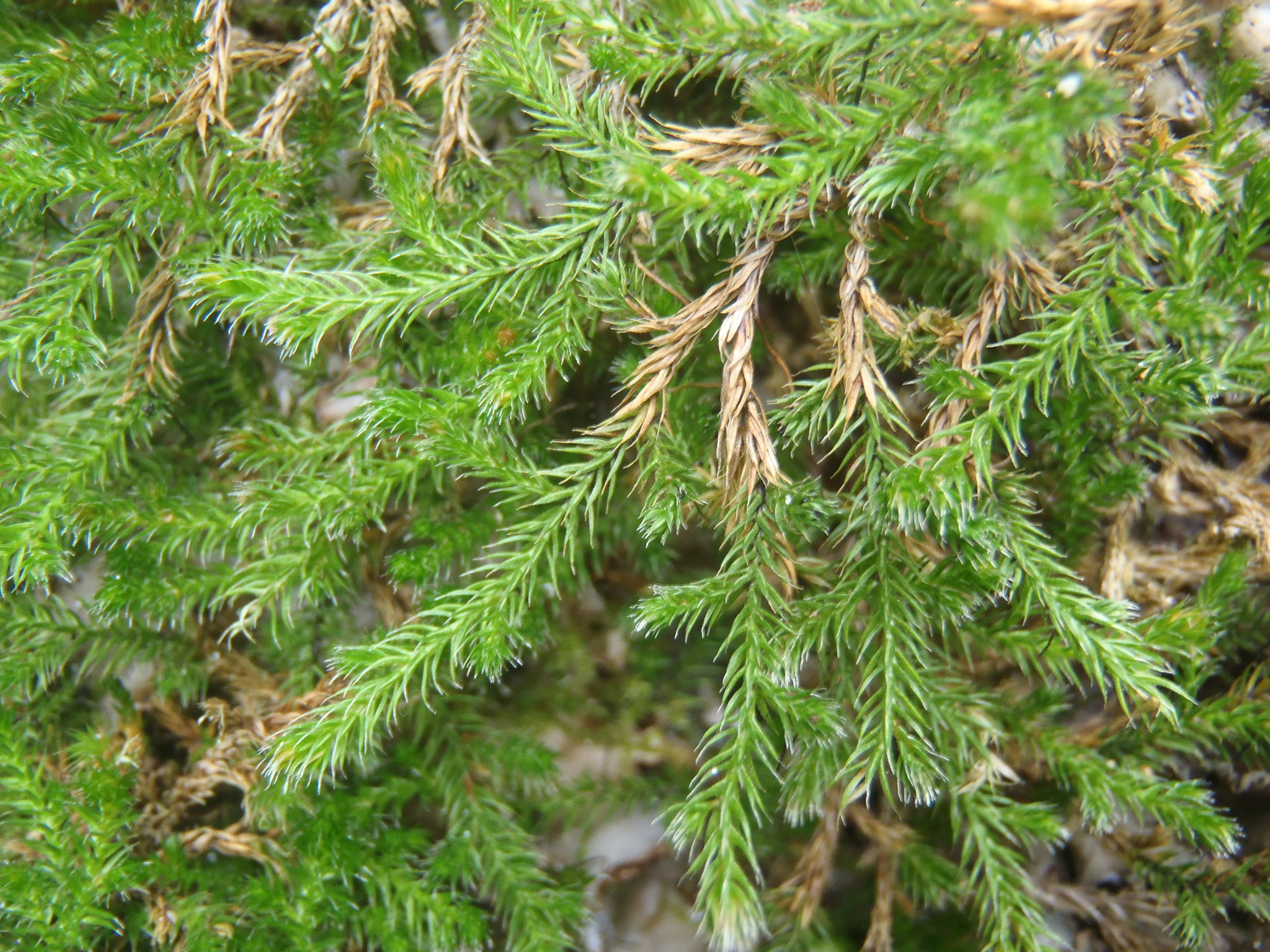 Selaginella underwoodii