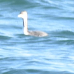 Podiceps auritus