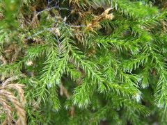 Selaginella underwoodii