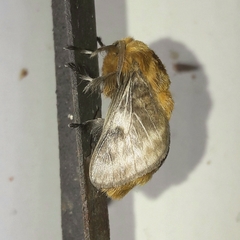 Megalopyge vulpina