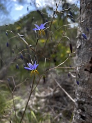Hemerocallidoideae