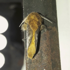 Megalopyge vulpina