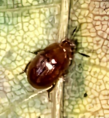 Leiodinae