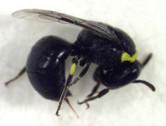 Hylaeus euxanthus