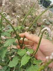 Heliotropium indicum