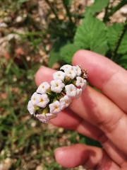 Heliotropium indicum