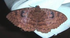 Erebus walkeri