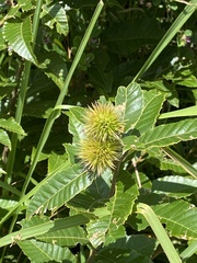 Castanea crenata