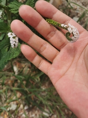 Heliotropium indicum