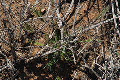 Aristida congesta congesta