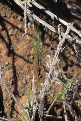Aristida congesta congesta