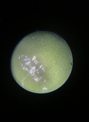 Aculus corynocarpi