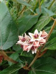 Lasiopetalum macrophyllum