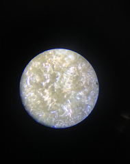 Eriophyes parsonsiae