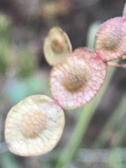 Desmodium psilocarpum