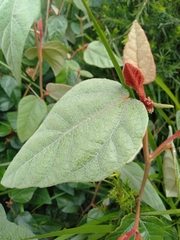 Lasiopetalum macrophyllum