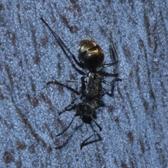 Polyrhachis aurea