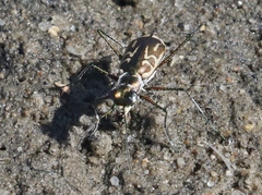Eunota gabbii