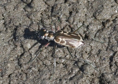 Eunota gabbii