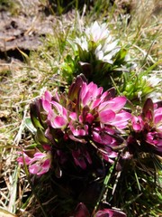 Gentianella antarctica