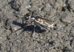 Eunota gabbii