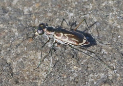 Eunota gabbii