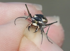 Eunota gabbii