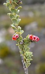 Hermannia trifoliata