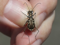 Eunota gabbii